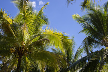 Fototapeta na wymiar Fluffy palm leaf on blue sky background. Optimistic tropical landscape photo. Exotic place for vacation.
