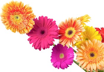 Bouquet of Gerbera Daisies