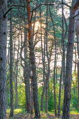 Obraz premium hut76867