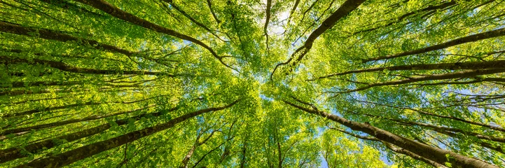 Poster Kijkend naar de groene toppen van bomen. Italië © proslgn