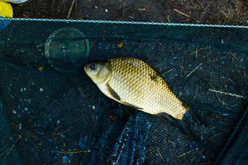  Fish caught in a bait. Extraction of a fisherman. Fish in a net. Fresh tasty fish from the river, caught by a fisherman
