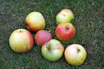 Äpfel im Gras