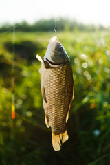  Fish caught in a bait. Extraction of a fisherman. Fish in a net. Fresh tasty fish from the river,...