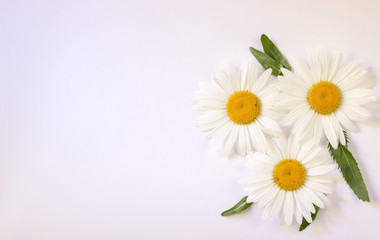 Camomile small group set isolated on white background