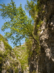 Lonely tree growing on a cliff in a canyion on a sunny day