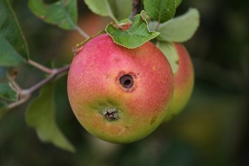 roter Apfel mit Wurmloch