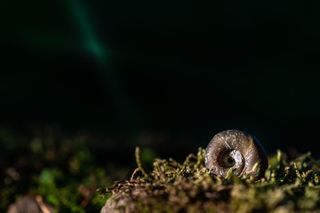 Coquille d'escargot 2