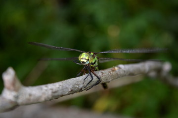 Big beautiful dragonfly close up on green background
