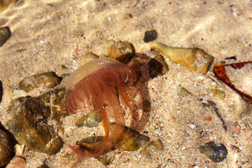 A small jellyfish swimming on the seabed.