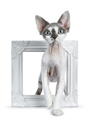 Adorable blue tonkanese point  with white Devon Rex cat kitten girl, standing throught / in a white photo frame, isolated on a white background looking straight in lens with gorgeous pastel green eyes