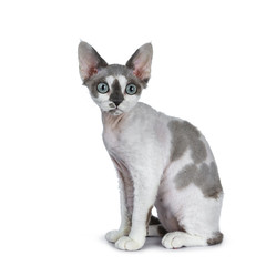 Obraz premium Adorable blue tonkanese point with white Devon Rex cat kitten girl, sitting side ways, isolated on a white background looking beside lens with gorgeous pastel green eyes