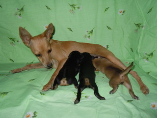 dog with puppy