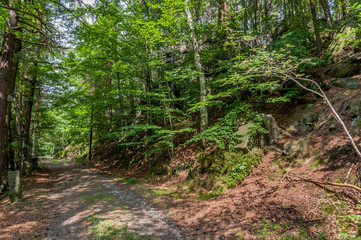 Ścieżka w środku lasu, Czechy