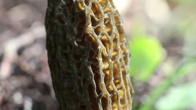 Mushroom hunting for black morels (Morchella elata), edible wild mushrooms