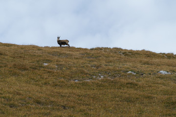 Gämse in der Nähe des Falschkogels am Hahntennjoch