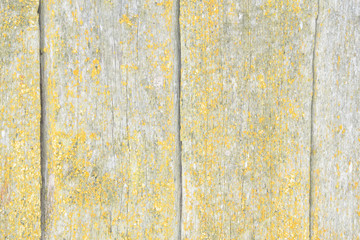 background: grey, sun-bleached boards in a wooden fence with cracks, traces of age and damp, covered with yellow lichen