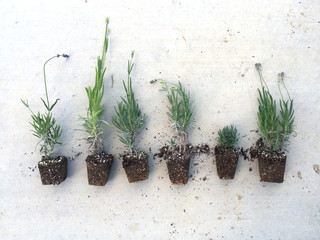 Varieties of lavender plants, pre-planting