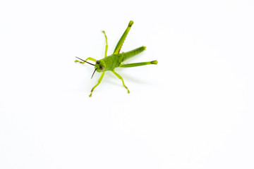 Green tropical grasshopper look to camera on white background. Green grasshopper segmented body....