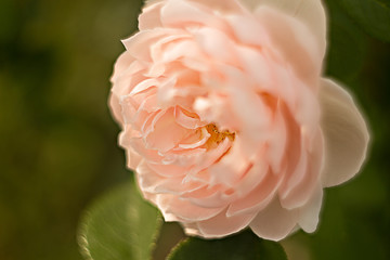 rose tender pink on a green background