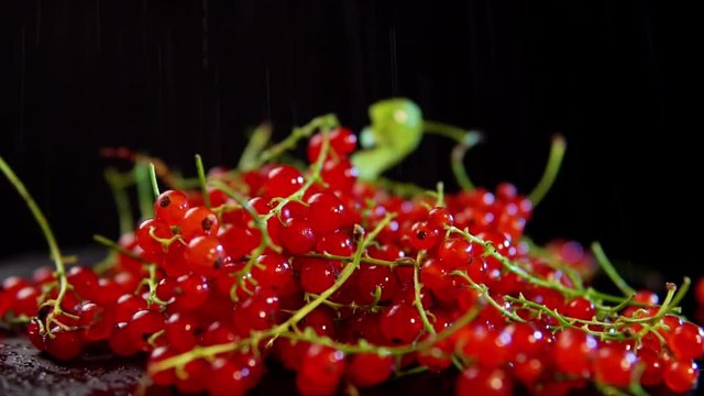 Red currants berries rotate against a black background, slow motion.
