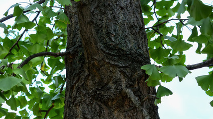 Obraz premium Close-up of A Ginkgo Tree Trunk, Ginkgo Biloba