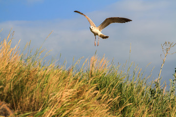 Seagull