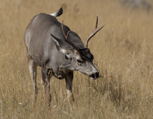 Young Mule Deer Fork horn buck feeding on Prairie grass