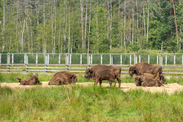 European Bison, Bison bonasus, Visent