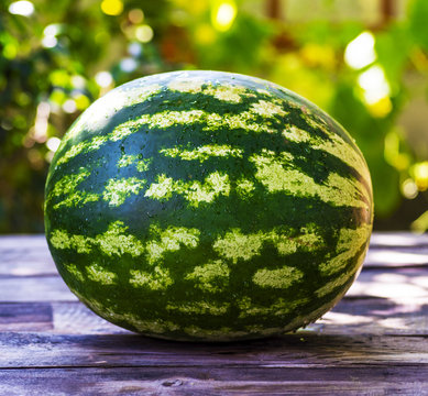  ripe green round watermelon