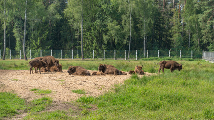 European Bison, Bison bonasus, Visent