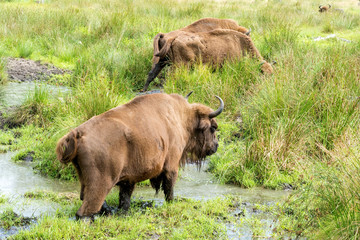 European bisons (iBison bonasus) n its natural habitat.