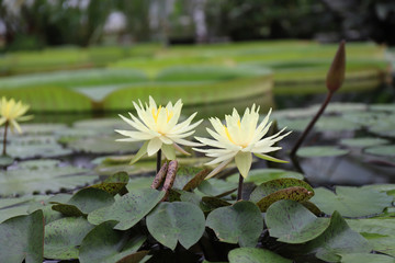 Blooming yellow water lily on the pond in a botanical garden