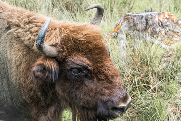 Portrait of European bison (Bison bonasus). Wisent.