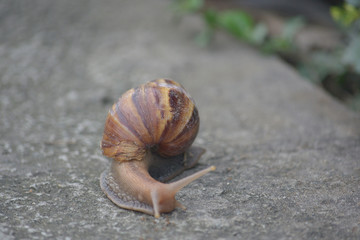 very clammy illustration