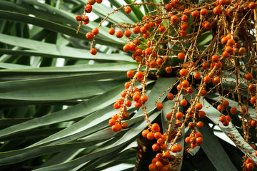 dracaena draco,  part of a tree with orange small berries, many on a branch, thin green leaves on all photos, fruits on the right side, sunlight, fruits of a dragon tree,  silvery-gray - Powered by Adobe