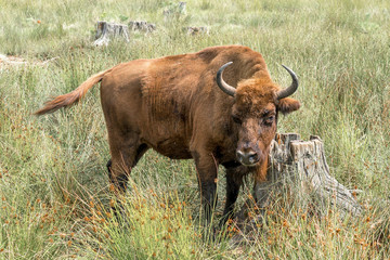 Portrait of European bison (Bison bonasus). Wisent.
