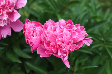 Pink bright paeonia Karl Rosenfield Herbaceous Peony flowering in summer garden