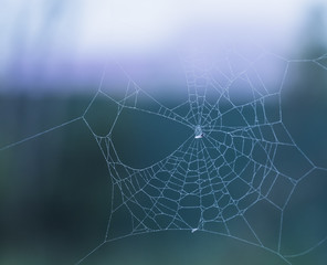 spider web woven by the insect