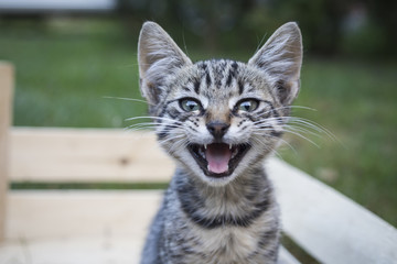 Obraz premium Adorable young cat posing for photo.