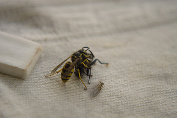 Wasp fighting with fly on the table.