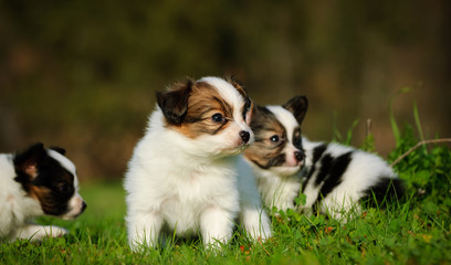 Papillon puppy dogs outdoor portrait