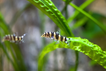 Botia with green, aquarium background. Shallow dof.The clown loach (Chromobotia macracanthus), or tiger botia, is a tropical freshwater fish belonging to the botiid loach family from Indonesia.