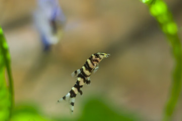 Botia with green, aquarium background. Shallow dof.The clown loach (Chromobotia macracanthus), or tiger botia, is a tropical freshwater fish belonging to the botiid loach family from Indonesia.