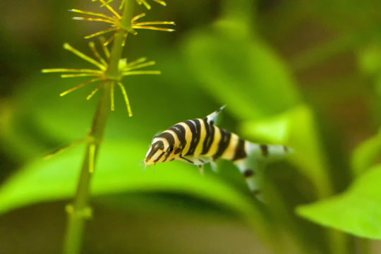 Botia with green, aquarium background. Shallow dof.The clown loach (Chromobotia macracanthus), or tiger botia, is a tropical freshwater fish belonging to the botiid loach family from Indonesia.