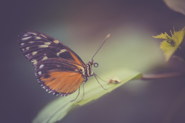 papillon orange blanc et noir sur fonds sombre en vue horizontale dans un jardin posé sur une...