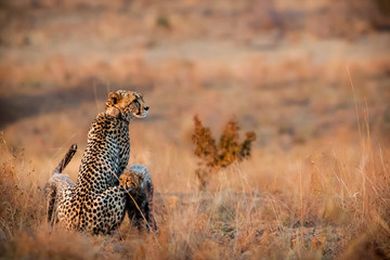 Cheetah with cub