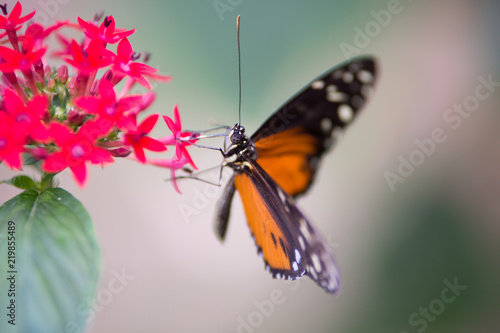 Papillon Orange Blanc Et Noir Sur Une Fleur Rouge Seul