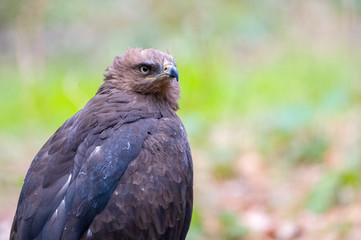 der Schreiadler