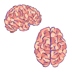 Brain color triangles