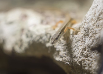 Grass lizard on the rock. Takydromus sexlineatus, the Asian grass lizard, six-striped long-tailed, or long-tailed grass lizard, is an arboreal, diurnal species of lizard.